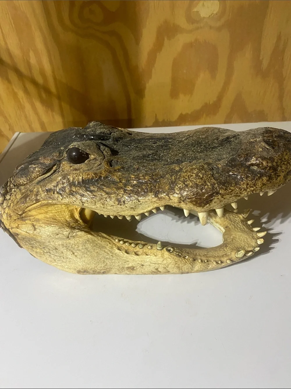 Crocodile Skull — Natural Brown